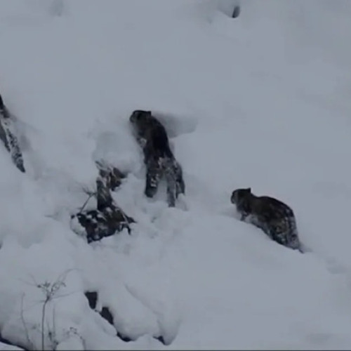 Observarea rară a patru leoparzi de zăpadă în Pakistan