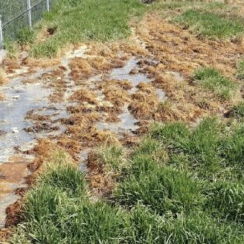 Fabrica de lactate din Suceava amendată pentru evacuarea apelor uzate