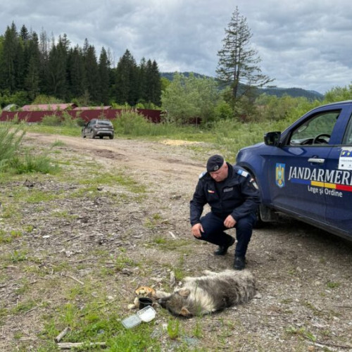 Femeie de 64 de ani prinsă pentru schingiuirea unui câine de către jandarmi la Gura Humorului