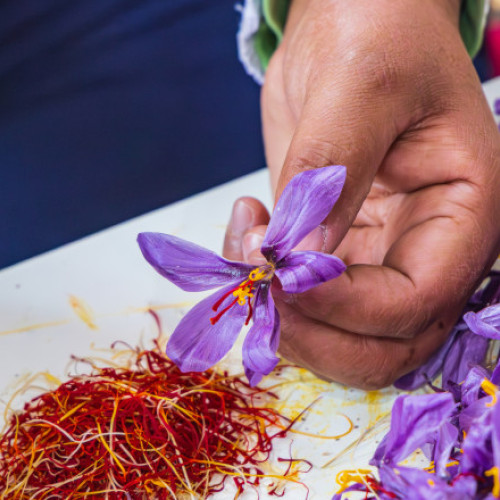 În Vrancea se cultivă șofranul, cel mai scump condiment din lume