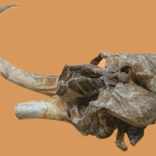 Craniul unui mamut vechi de 350.000 de ani, expus la Palatul Culturii din Iași