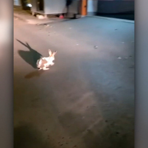 Jandarmii din Galați au salvat un iepure de atacul câinilor în miez de noapte