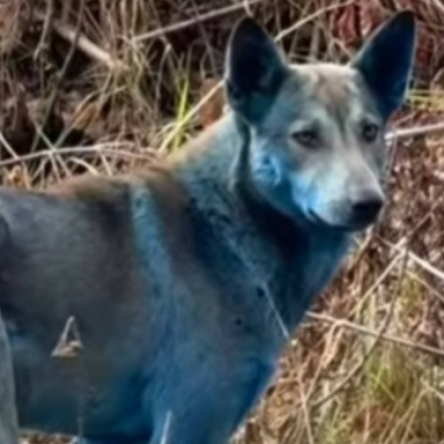 Trei câini albaștri au fost observați în zona de excludere de la Cernobîl